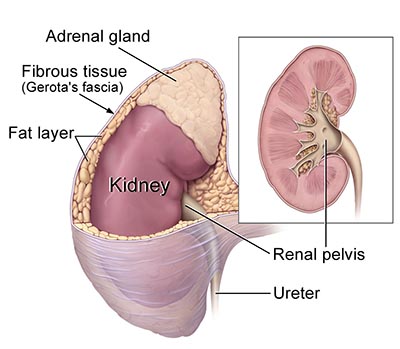 Adrenal Gland - Adrenal Tumors