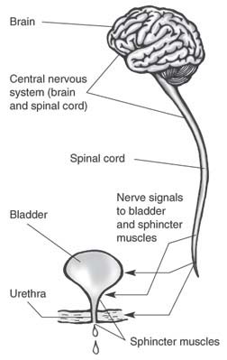 Neurogenic Bladder - Symptoms, Testing, Treatment Options - San Antonio