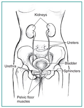 Urodynamics - Urinary Tract