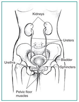 Urodynamics Testing - Bladder Testing, Preparation, and Follow-Up